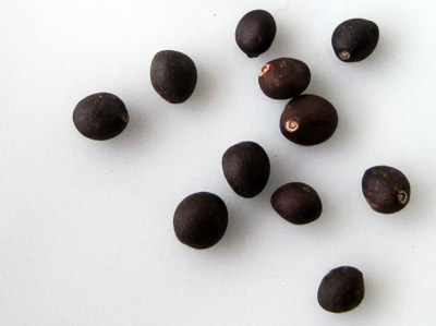 معرفی و راهنمای پرورش گیاهان دارویی - مریم گلی